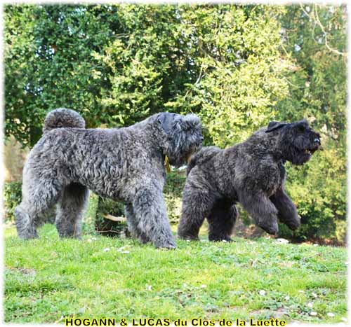 HOGANN et LUCAS du Clos de la Luette SITE WEB ELEVAGE DU CLOS DE LA LUETTE SPECIALISE POUR LE BOUVIER DES FLANDRES ©